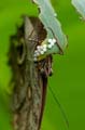 133 Bananenfalter - Caligo eurilochus